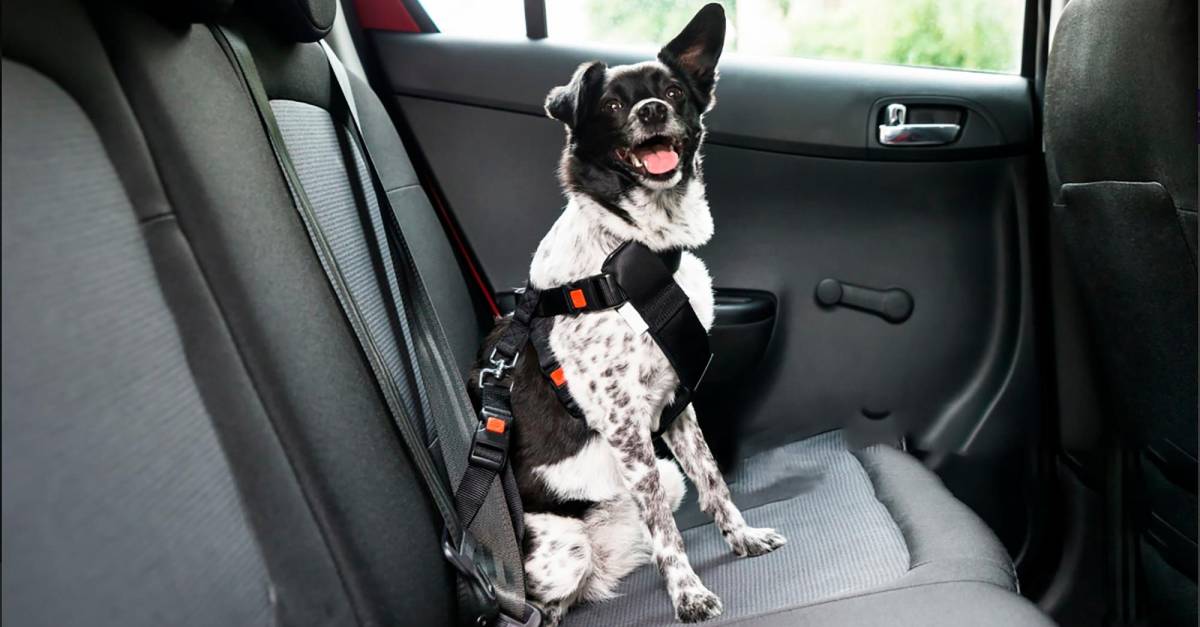 Cómo se lleva al perro en el coche de manera segura