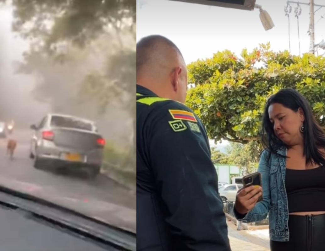 Candy fue hallada en una finca en buen estado y bajo el cuidado de su tutora. FOTO: captura de video