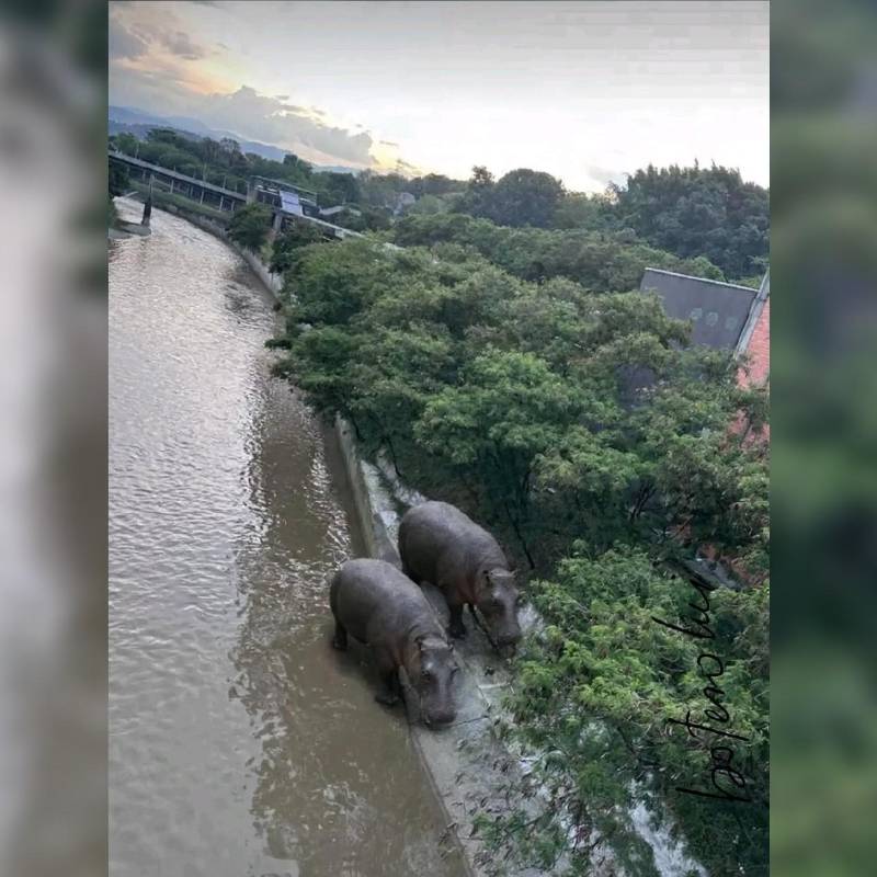 Hipopótamos en el río Medellín. Foto: X Freddys Pastorizo @FreddysPastori4