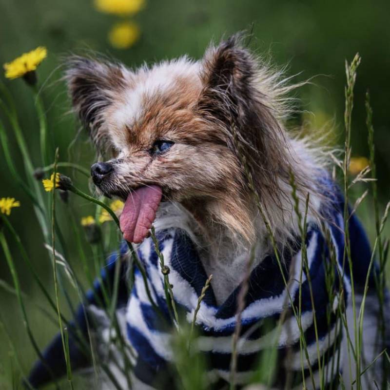 Tristeza por la muerte de Lazare, a sus 30 años y considerado el perro más viejo del mundo. FOTO: AFP 