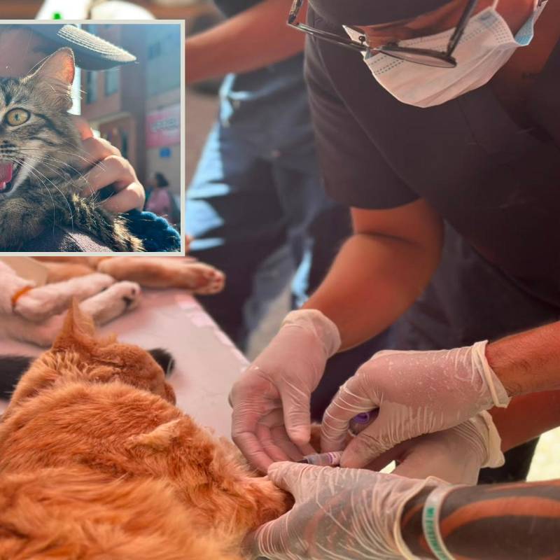 Imágenes de referencia de las jornadas de esterilización realizadas por el Valle de Aburrá. FOTO: Cortesía
