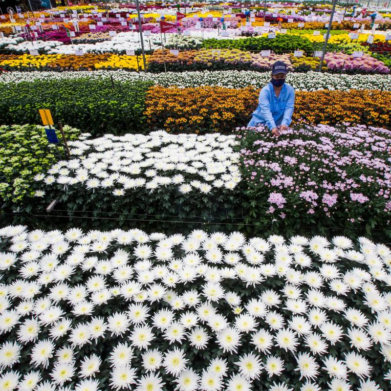 Asocolflores estima que las exportaciones de flores desde Colombia por el Día de la Madre en Estados Unidos crecieron 13% este año. FOTO cortesía