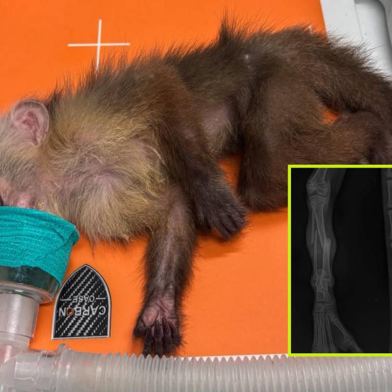 Adelante, las fracturas en la pierna izquierda que tenía el animal. Atrás el mono rescatado. FOTO: Cortesía.