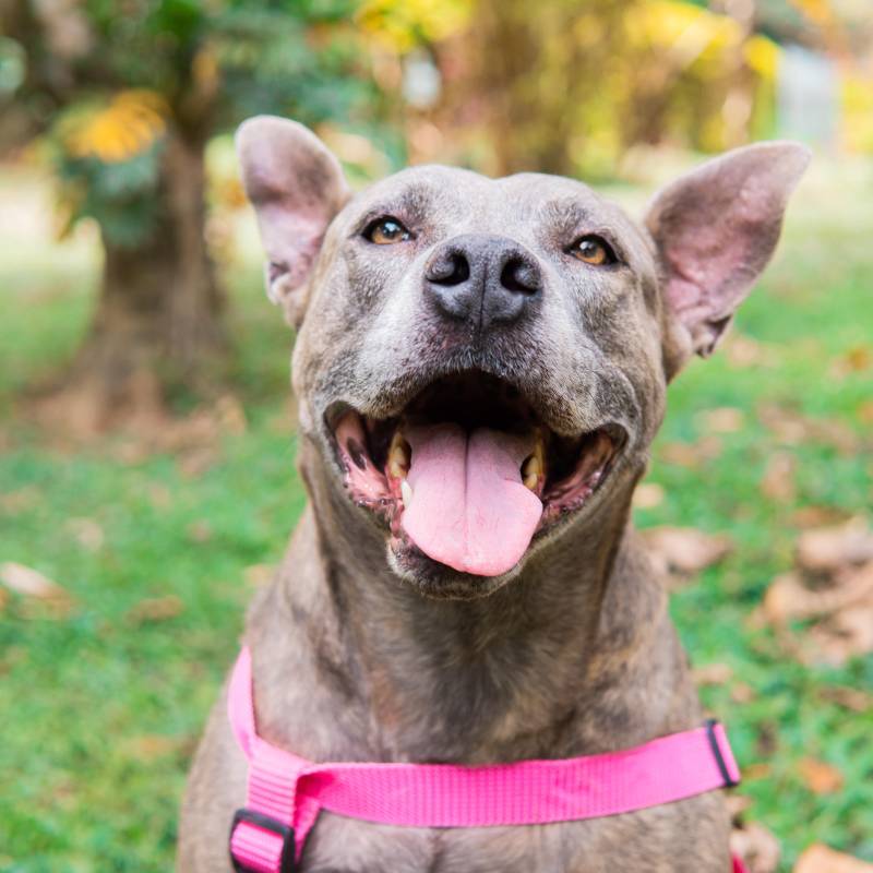 Este es uno de los perritos del Centro de bienestar animal La Perla. FOTO Cortesía Secretaría de Medio Ambiente de Medellín.