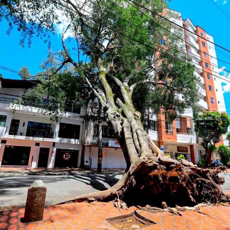 El árbol cayó después de desprenderse de sus raíces y afectó las redes eléctricas. Foto: Julio César Herrera