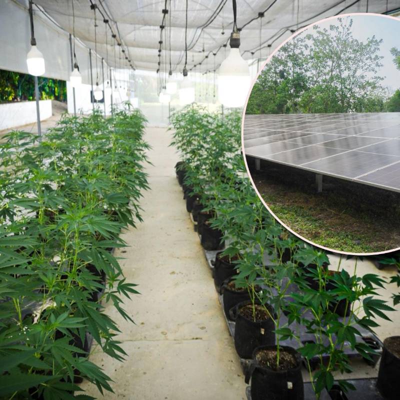 El sistema tendrá una generación anual estimada de 178.670 kilovatios hora (kWh), energía que será utilizada en los procesos agrícolas, farmacéuticos y de transformación agropecuaria de la empresa. Foto: Cortesía