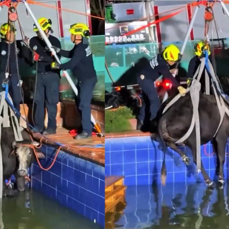 Bomberos rescataron a una vaca embarazada que cayó accidentalmente a una piscina en una finca de la vereda Angelinos, en Bucaramanga. Foto: Bomberos Bucaramanga