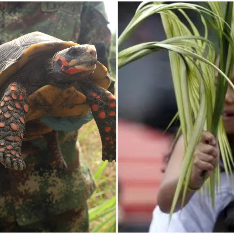 La palma de cera, árbol nacional de Colombia y hogar del loro orejiamarillo, enfrenta cada año una presión creciente durante las celebraciones religiosas, junto algunos animales. FOTO: Manuel Saldarriaga y Colprensa
