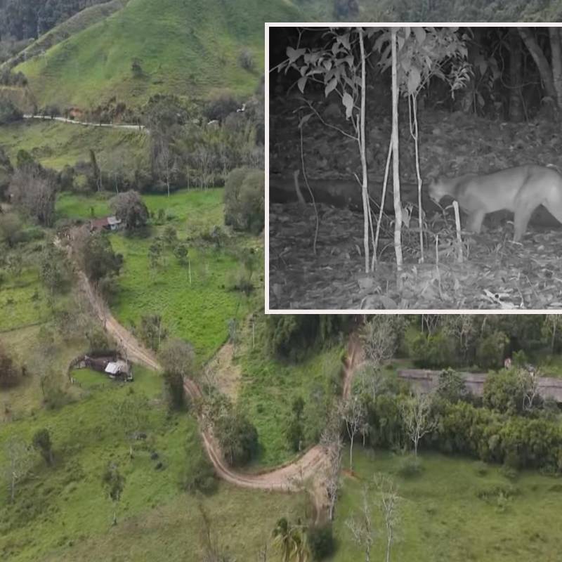 Adelante, el puma que fue captado merodeando cerca de la reserva. Atrás, el centro de la U. de A. FOTO: Cortesía.