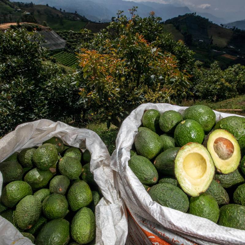 En el país existen 55.000 hectáreas sembradas con aguacate Hass, y entre enero y junio ha sido la tercera fruta más exportada por Colombia. FOTO EL COLOMBIANO