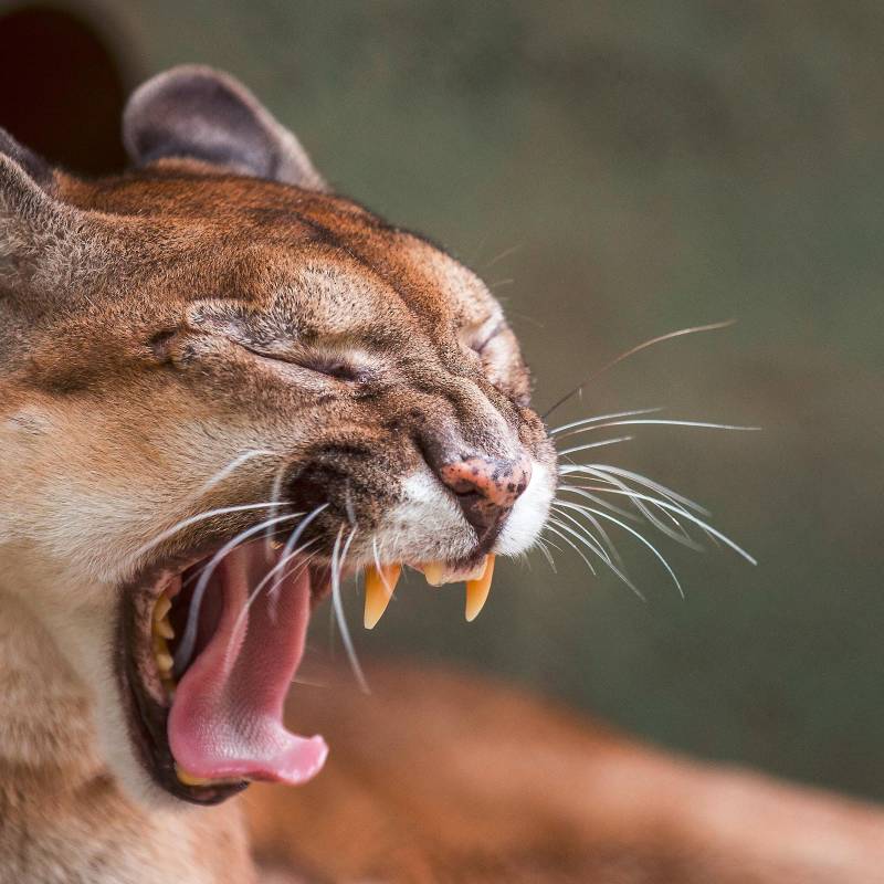 Las autoridades de Sonsón y del Oriente antioqueño hacen constantes monitoreos para vigilar los movimientos del puma que hay en este municipío y evitar que continúe atacando otras especies. FOTO: ARCHIVO