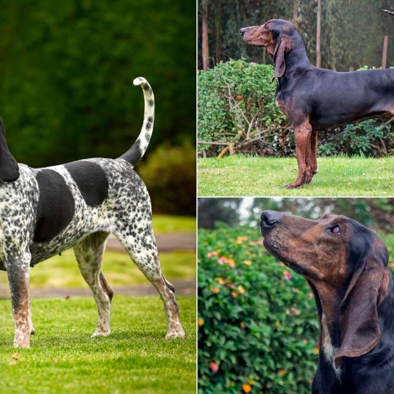 Este es el sabueso fino colombiano, la raza que ya tiene aprobación internacional. FOTOS Cortesía Asociación Club Canino Colombiano.