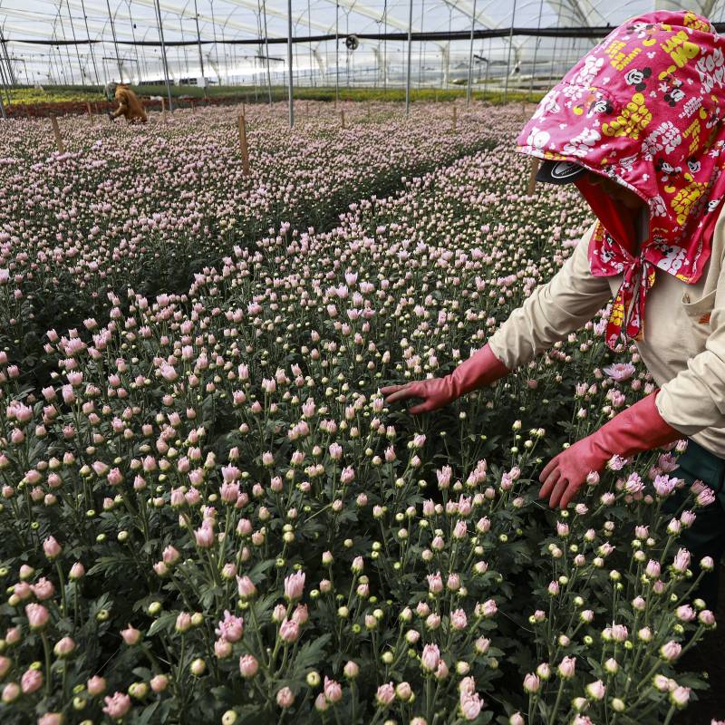 Colombia quedó dentro del grupo de 38 economías sujetas a un arancel adicional del 12,5% sobre las mercancías que ingresen al mercado estadounidense. Flores, aluminio y transformadores, los sectores que se verían más afectados: Foto: Manuel Saldarriaga