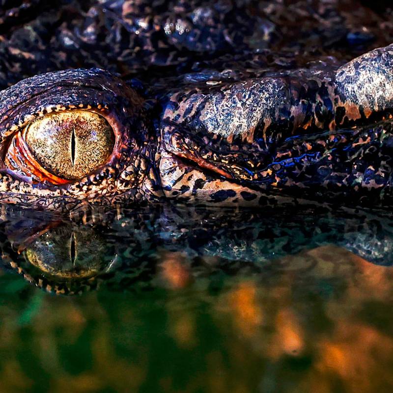 Los cocodrilos con los reptiles más grandes del mundo, son de los mejores nadadores del reino animal y expertos nadadores. Fotos: AFP.