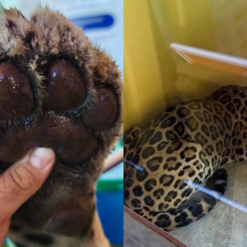 Así fue el rescate de un jaguar herido de 110 kilos en la Universidad Nacional Sede Amazonia. Foto: @fundacionikozoa