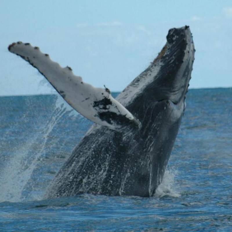 A las costas del pacífico colombiano llegan las ballenas jorobadas o yubartas entre julio y octubre después de un viaje de aproximadamente 8.500 kilómetros. FOTO: Colprensa