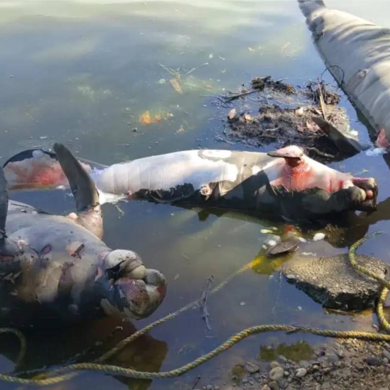 Alerta en Barrancabermeja por la muerte de cuatro manatíes en los caños San Silvestre y El Rosario. Eran dos hembras y dos machos. Foto: Fedepesan