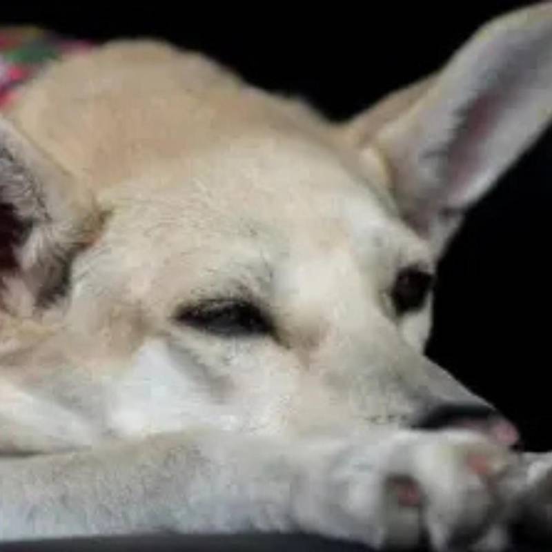 Las cifras del Grupo Especial para la Lucha contra el Maltrato Animal evidencian la frecuencia de estos delitos y el avance de los procesos judiciales en Colombia. FOTO: EL COLOMBIANO