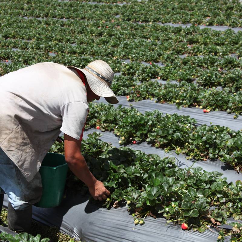 La agricultura, ganadería y pesca lideraron la destrucción de empleos con una pérdida de 363.000 puestos de trabajo, convirtiéndose en el principal foco de preocupación dentro del mercado laboral. FOTO: Fundación Julio C. Hernández