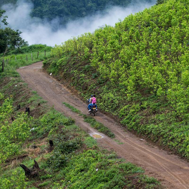 Los cultivos de coca aumentaron en las zonas en las que hay presencia de disidencias de las Farc. FOTO: ARCHIVO.
