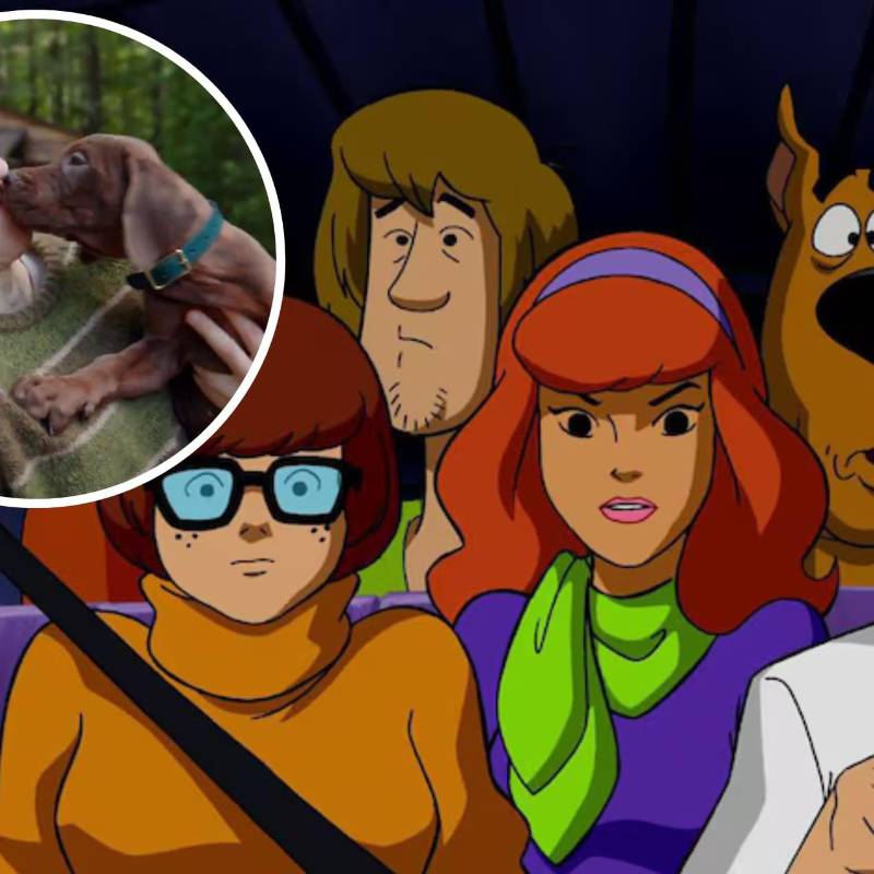 El personaje de Scooby-Doo será interpretado por un gran danés real en la nueva serie live action de Netflix. Foto: redes sociales / Netflix