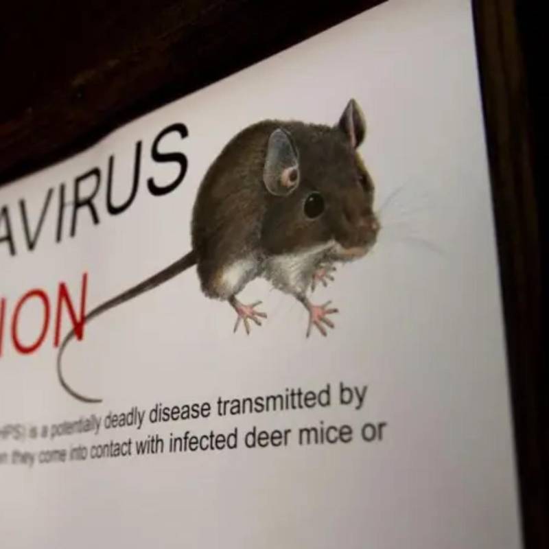 Inhalar partículas microscópicas de excrementos secos de roedores es suficiente para contraer una de las enfermedades más letales para el pulmón humano: el hantavirus. FOTO: Getty