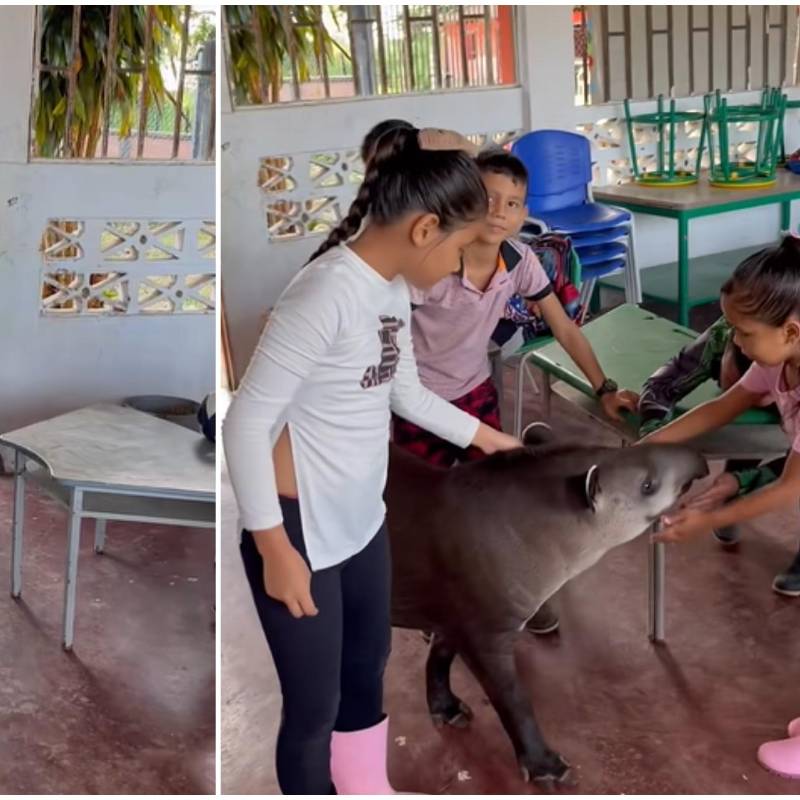 La clase transcurría con normalidad en una escuela del corregimiento de Cachicamo, en San José del Guaviare, hasta que un visitante inesperado irrumpió en el aula: una danta. FOTO: Tomada de captura de video de @CristhianCamilo