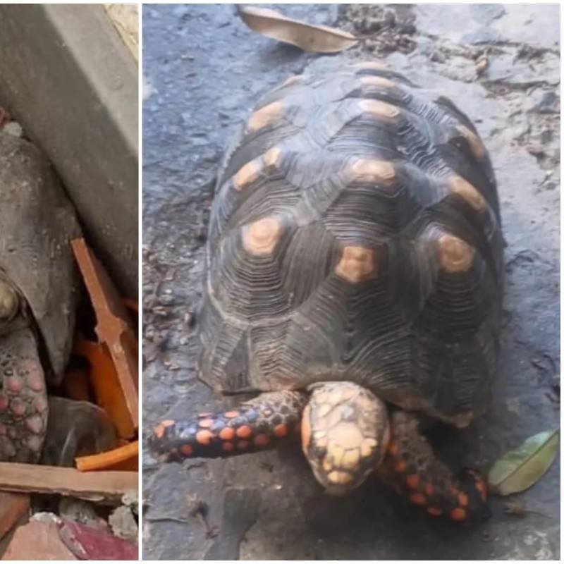 Una tortuga identificada como Pascualina sobrevivió más de un mes bajo los escombros de un edificio destruido por los recientes terremotos en Venezuela. FOTO: Tomada captura de video de redes sociales @alanrodriguez5333
