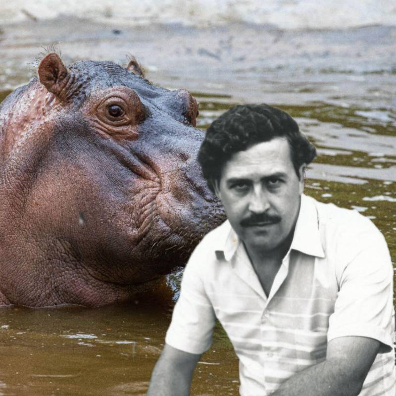 En la década de los 80, Pablo Escobar trajo 3 hipopótamos machos y una hembra. Fotos: Esneyder Gutiérrez Cardona y archivo EL COLOMBIANO