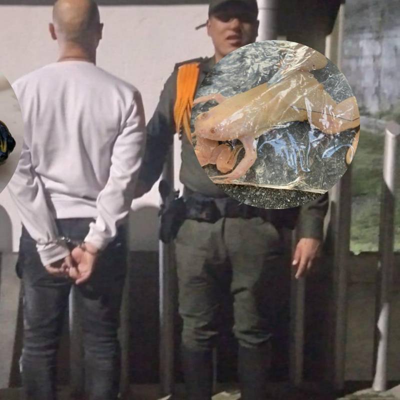 El capturado deberá responder ante la justicia por el delito de aprovechamiento ilícito de los recursos naturales renovables. FOTO: CORTESÍA POLICÍA