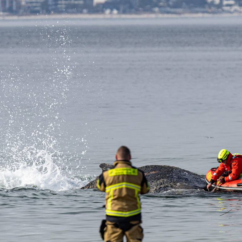 Esta es la ballena jorobada varada en aguas poco profundas mientras equipos de rescate intentan devolverla al mar. Su estado empeora con el paso de las horas. FOTO: Ulrich Perrey / DPA Picture-Alliance via AFP