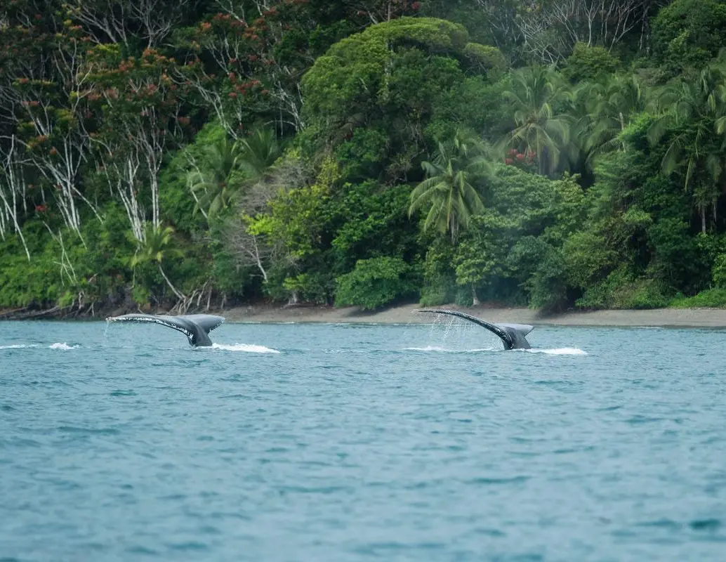 Nuquí combina ballenas con playas vírgenes y selvas biodiversas. Guapi y Buenaventura ofrecen acceso al Parque Nacional Natural Uramba Bahía Málaga, otra joya recomendada por la Gobernación del Valle del Cauca. FOTO: Cortesía.