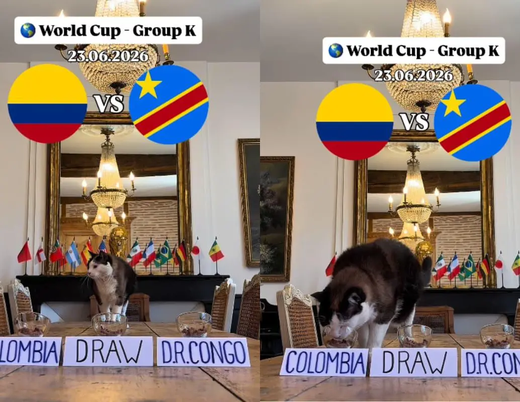 Nimbus Pronos, conocido como el “gato predictor”, se ha vuelto viral por sus pronósticos sobre partidos de fútbol y eventos deportivos. Captura de pantalla vía nimbus_pronos en Instragram.