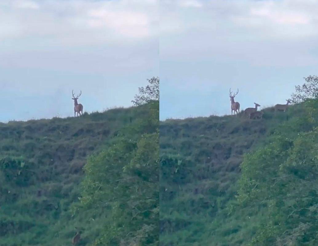 Este es el primer hallazgo de chitales en manada que se tiene en el país. IMAGEN TOMADA DE VIDEO