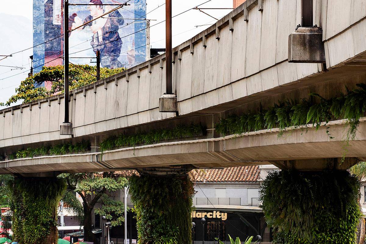 Dentro de las especies de plantas que fueron incorporadas a dichos jardines, se destaca la presencia de Espárragos, Miami y Helecho Boston, todas ellas también reconocidas por su capacidad para contribuir a la purificación del aire y capturar el dióxido de carbono (CO2). Foto: Julio Herrera