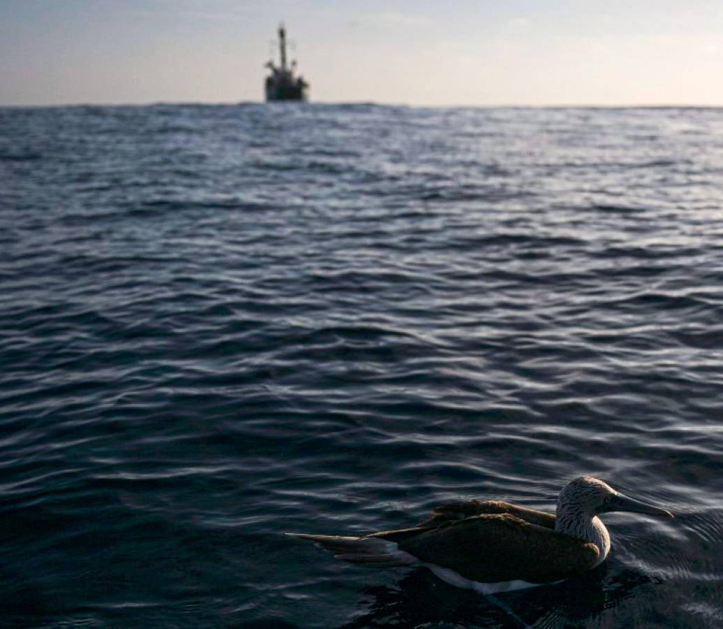 Crear una reserva marina en Islas Galápagos significa crear corredores marinos que salvaguarden la especies allí presentes. Foto: AFP.