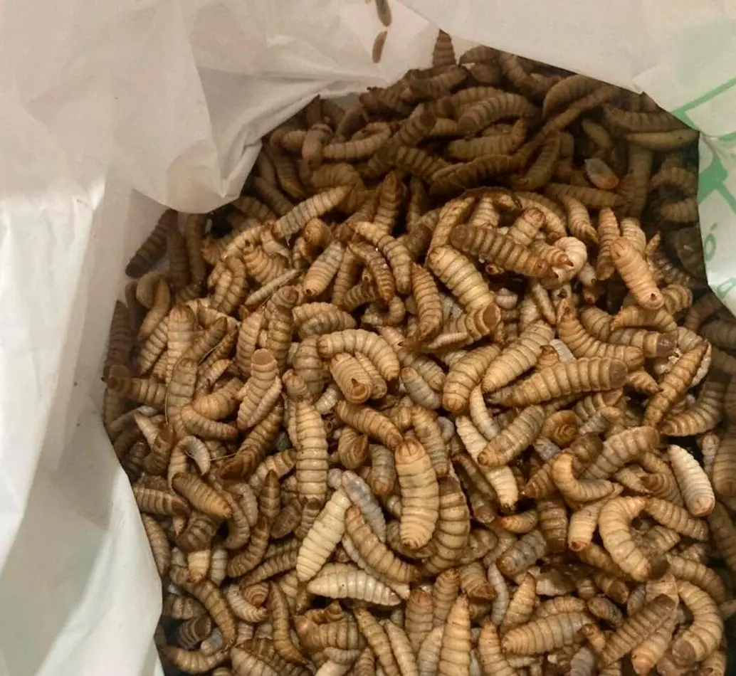 Estas son las larvas de la mosca soldado negra, criadas con residuos orgánicos. FOTO cortesía José Édgar Zapata Montoya