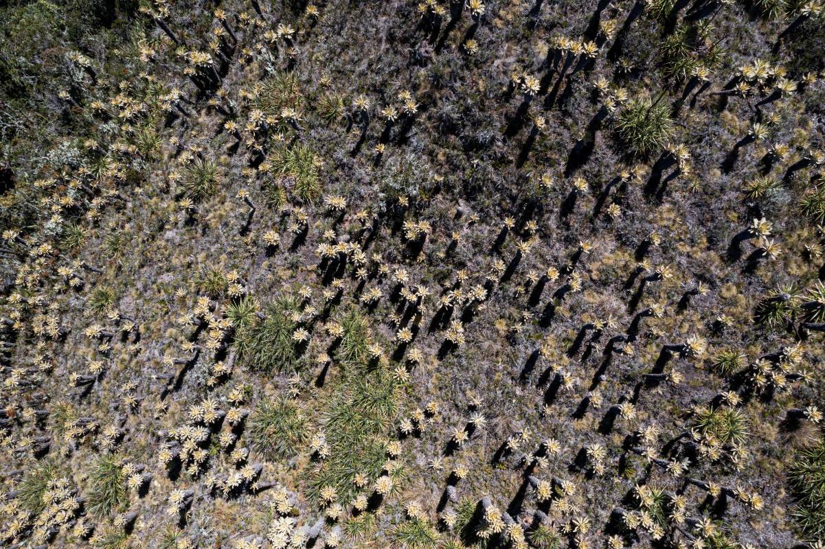 El complejo que constituye este páramo conforma la estrella hidrográfica más importante del norte de la Cordillera Occidental. Foto: MANUEL SALDARRIAGA QUINTERO.