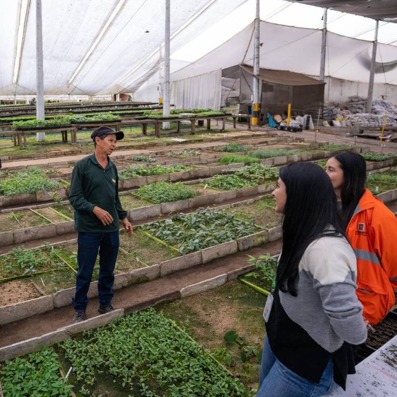 Los primeros 9.000 árboles que harán parte de la reposición arbórea del Metro de la 80 ya crecen en el vivero Tierra Negra, donde son cuidados y preparados antes de comenzar su siembra en el occidente de Medellín. Foto: Cortesía