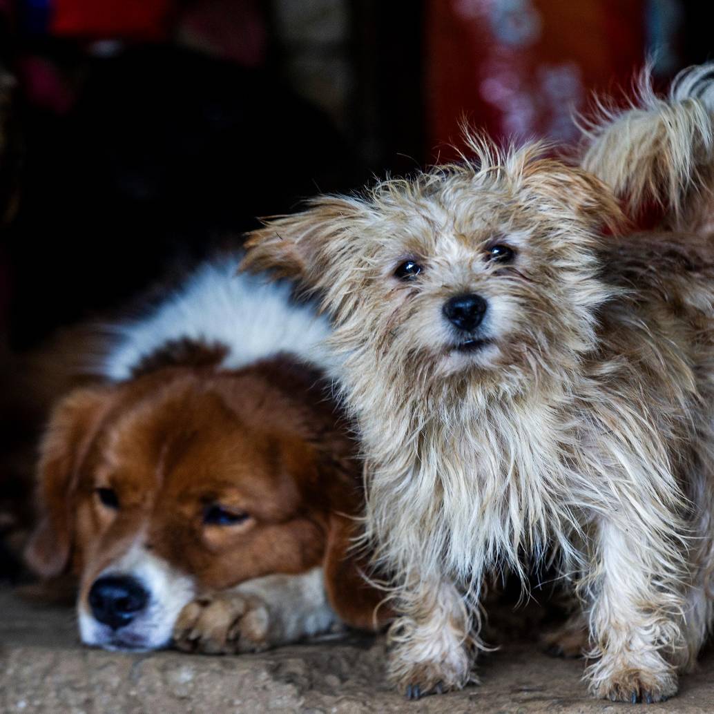 Los propietarios de las mascotas no intensificaron sus emociones negativas en situaciones de estrés, aunque tampoco las redujeron. Foto: EL COLOMBIANO