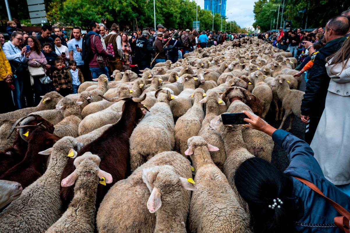 Con la marcha de las ovejas se busca generar conciencia sobre la lucha contra el cambio climático, defendiendo además el uso de las antiguas vías pecuarias y los derechos migratorios. Foto Getty