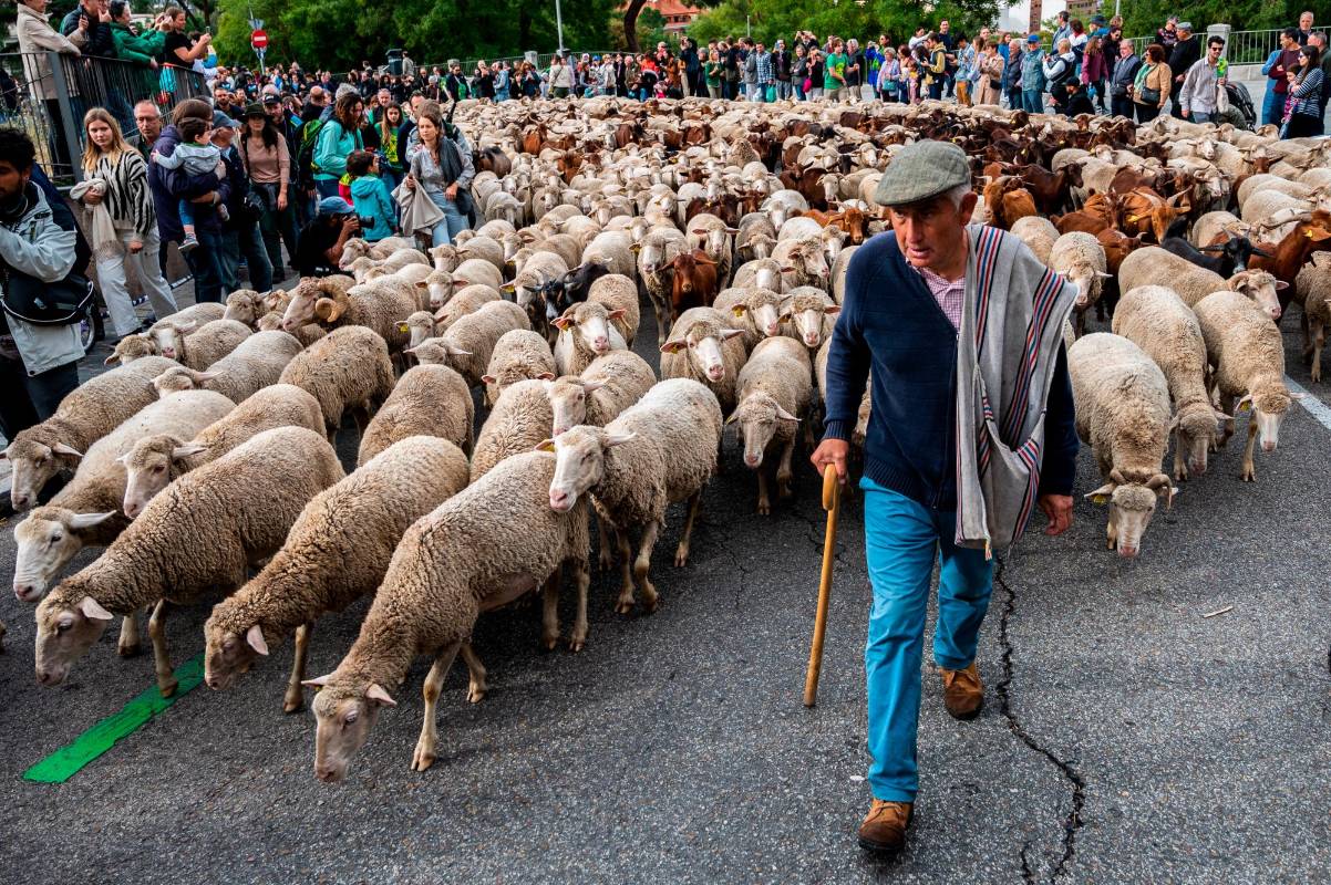 Los animales fueron pastoreados por las calles pavimentadas de la capital española mientras recreaban lo que sus antepasados hicieron durante siglos: trasladar rebaños de las frescas tierras altas en verano a los pastos de invierno en las tierras bajas. Foto Getty