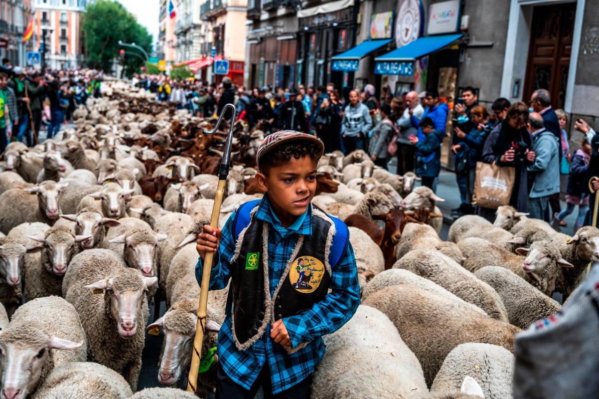 Desde 1994, este evento reivindica el papel de la trashumancia y la ganadería como herramienta para la conservación de la biodiversidad. Foto Getty