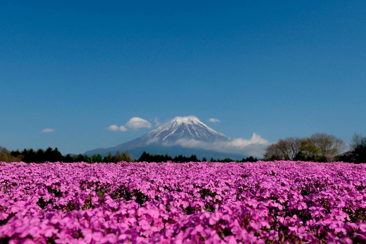 El monte Fuji es un volcán inactivo desde el año 1708. Foto: Getty