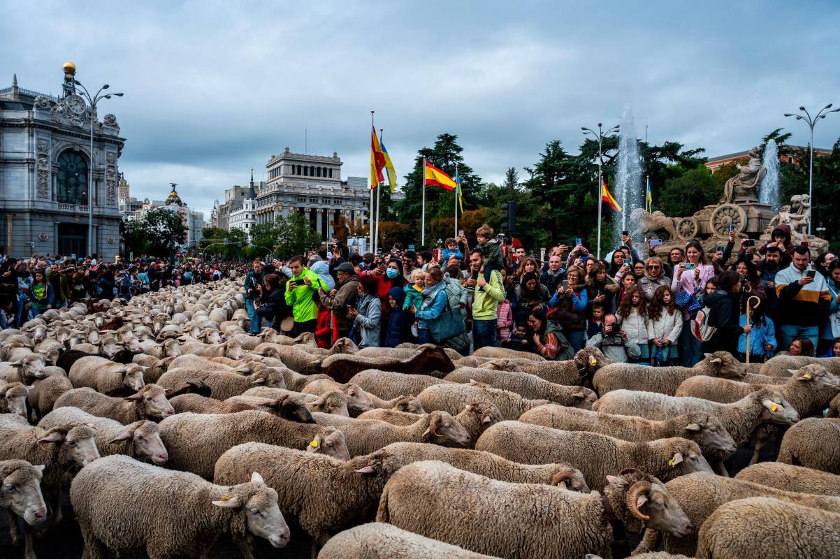 La Fiesta de la Trashumancia es un evento tradicional con miles de ovejas llenando las principales vías de la capital española. Foto Getty
