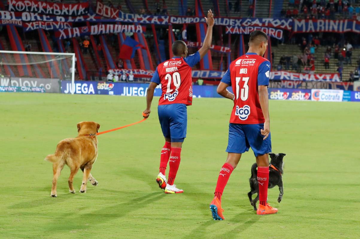 La iniciativa busca hacer un llamado al cuidado de las mascotas e incentivar a sus adopciones. Foto Donaldo Zuluaga