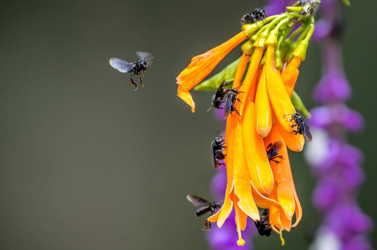 El 20 de mayo el día de las abejas para crear consciencia sobre la importancia de los polinizadores, las amenazas a las que se enfrentan Foto: Juan Antonio Sánchez