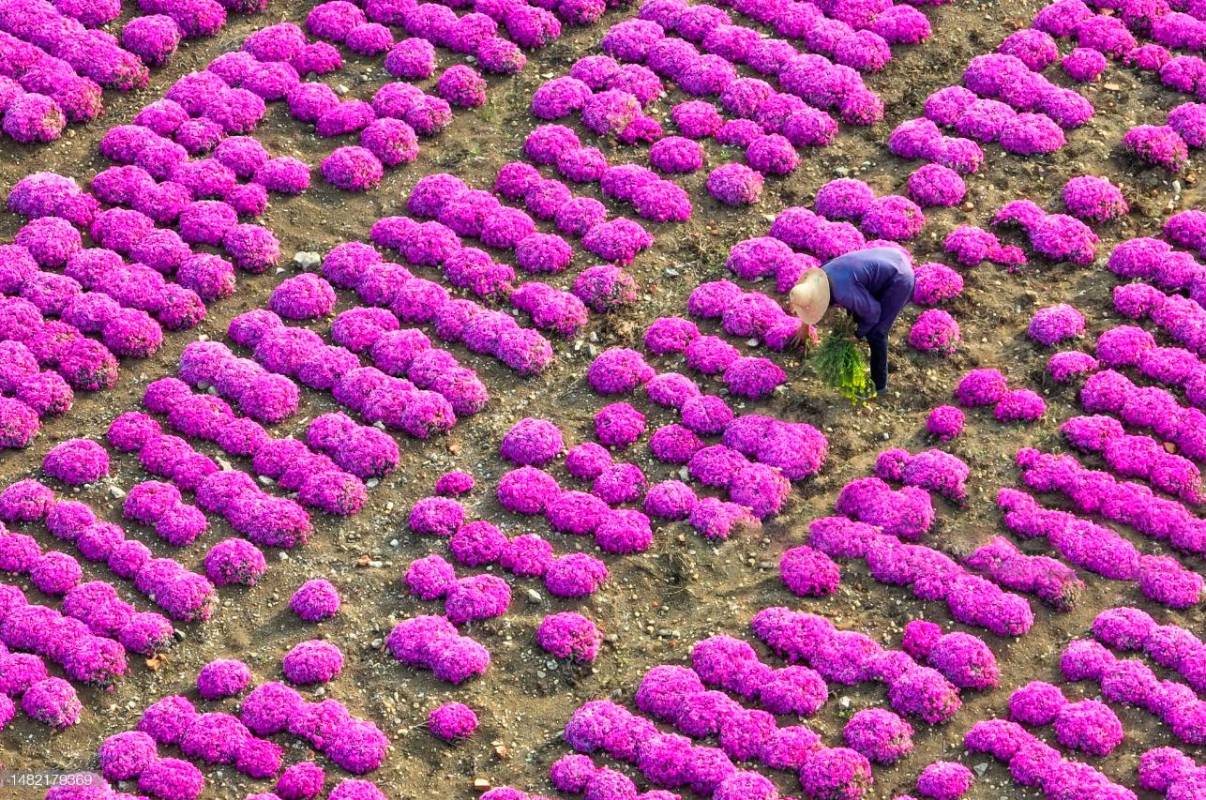 El fenómeno natural es uno de los mayores atractivos turísticos por estos días en el continente asiático. Foto: Getty