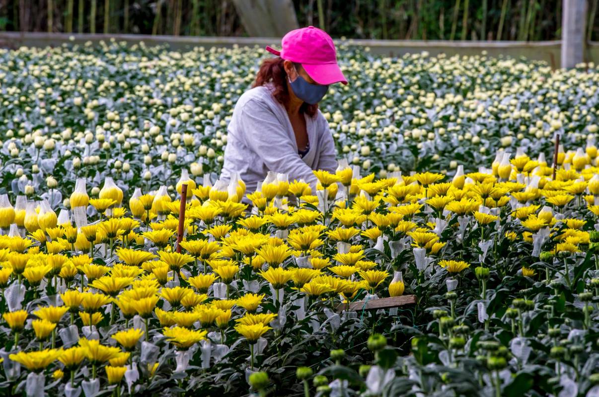 Este renglón de la economía fue golpeado muy fuerte por la pandemia, sin embargo, los cultivadores de nuestro país lograron sostener más de 140.000 empleos. Foto Juan Antonio Sánchez Ocampo