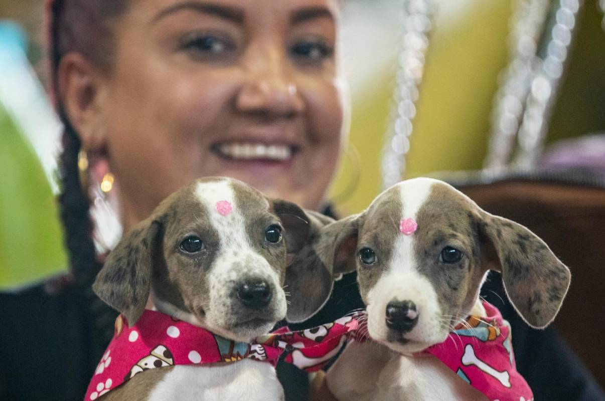 Aparte del dinero y alimento que se recogió, también hubo adopciones. Jaime Pérez